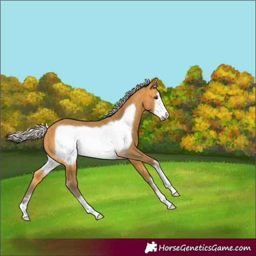 Horse Color:Silver Buckskin Frame 