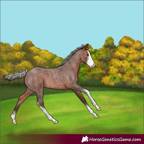 Horse Color:Silver Brown Roan Sabino
