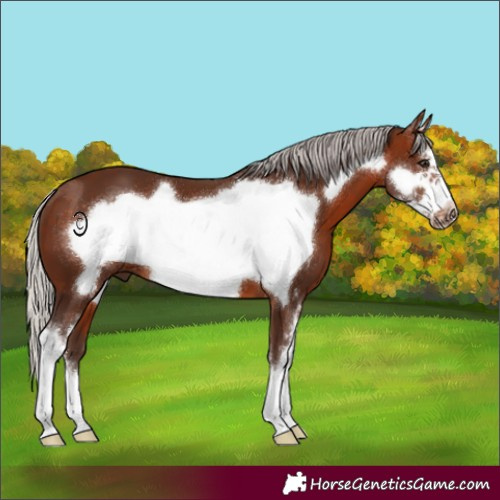 Horse Color:Silver Brown Sabino Frame 