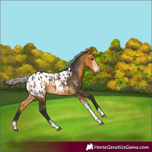 Horse Color:Silver Buckskin Sabino Appaloosa 