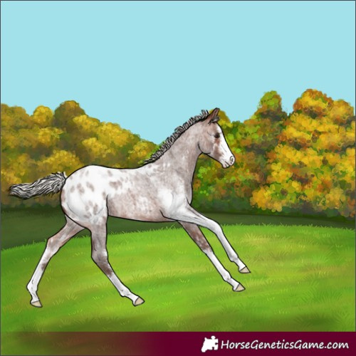 Horse Color:Silver Brown Roan Sabino Varnish 