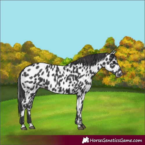 Horse Color:Black Appaloosa Rabicano