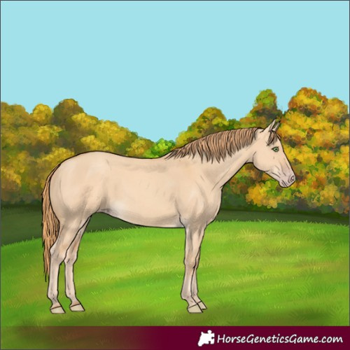 Horse Color:Gold Champagne Dun