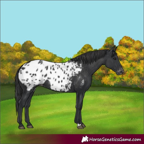 Horse Color:Black Appaloosa Rabicano 