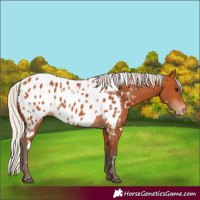 Horse Color:White Spotted Silver Bay Near Leopard 