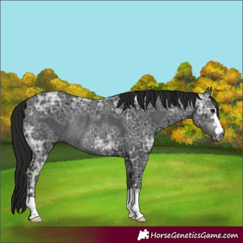 Horse Color:Gray Black Ice Rabicano 