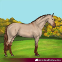 Horse Color:Red Dun 