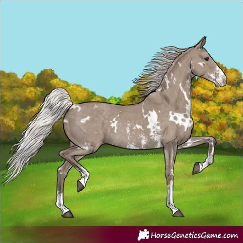 Horse Color:White Spotted Silver Grullo Sabino Rabicano 