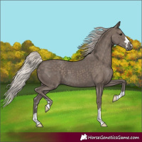 Horse Color:Silver Black