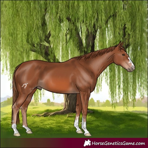 Horse Color:Chestnut 