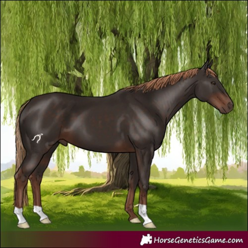 Horse Color:Liver Chestnut 