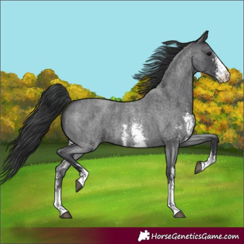 Horse Color:Blue Roan Sabino 