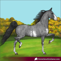 Horse Color:Blue Roan Sabino 