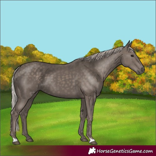 Horse Color:Silver Black 