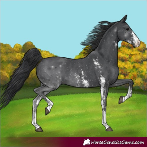 Horse Color:Unknown 