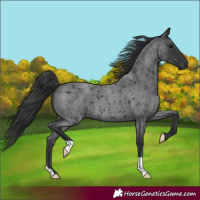Horse Color:Blue Roan