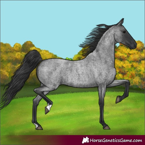 Horse Color:Blue Roan 