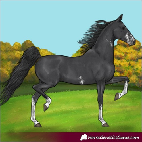Horse Color:Unknown 
