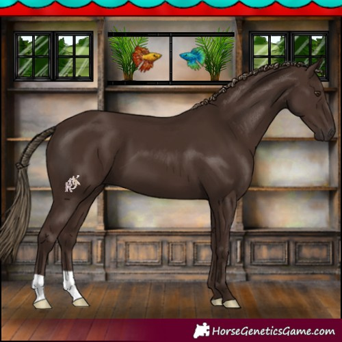 Horse Color:Liver Chestnut 