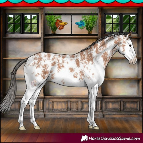 Horse Color:Bay Sabino Splash 