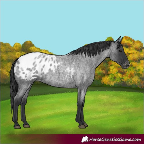 Horse Color:Blue Roan Blanket 