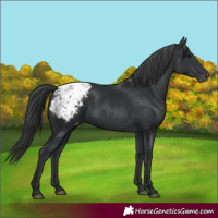 Horse Color:Black Blanket Rabicano 
