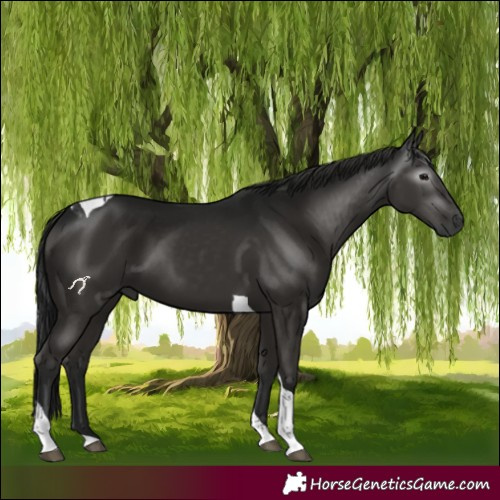 Horse Color:Gray Black Tobiano