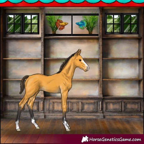 Horse Color:Buckskin 