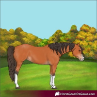 Horse Color:Bay Splash Frame 