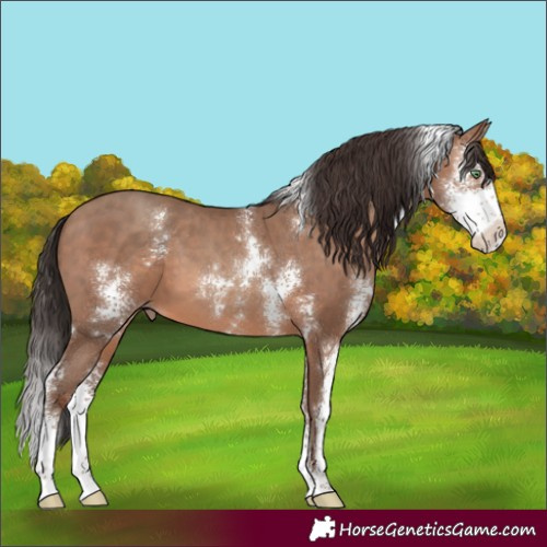 Horse Color:Sable Champagne Sabino 