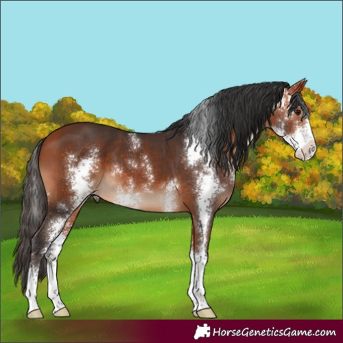 Horse Color:Bay Sabino 