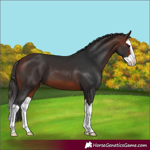 Horse Color:Bay Splash Appaloosa