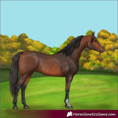 Horse Color:Bay Rabicano  and Bay Rabicano 