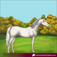 Horse Color:Silver Amber Cream Champagne Roan Pearl