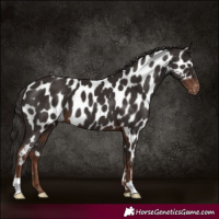 Horse Color:Liver Chestnut Appaloosa 