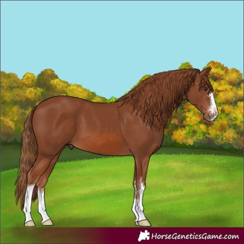Horse Color:Chestnut 