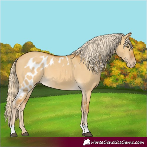 Horse Color:Palomino Dun Skewed Appaloosa