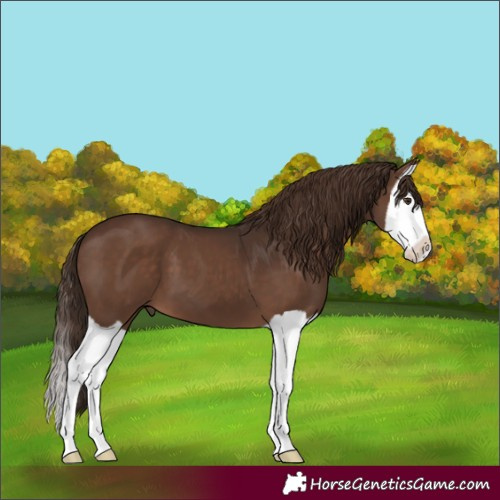 Horse Color:Liver Chestnut Splash 