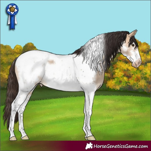 Horse Color:Bay Dun Tobiano Frame Appaloosa 