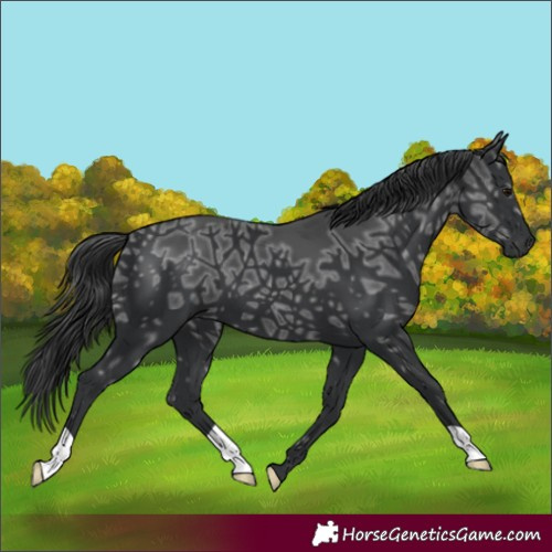 Horse Color:Black Ice