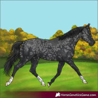 Horse Color:Black Ice 
