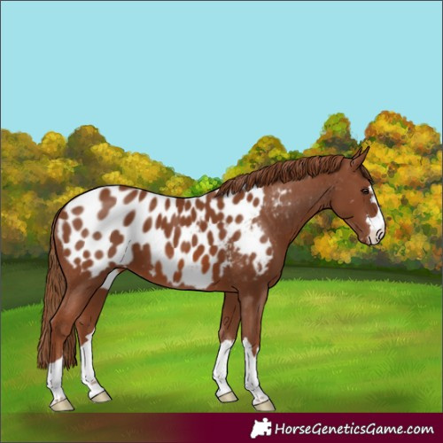 Horse Color:Chestnut Near Leopard 