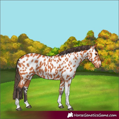 Horse Color:Bay Tobiano Near Leopard