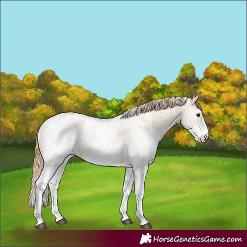 Horse Color:White Spotted Chestnut Blanket 