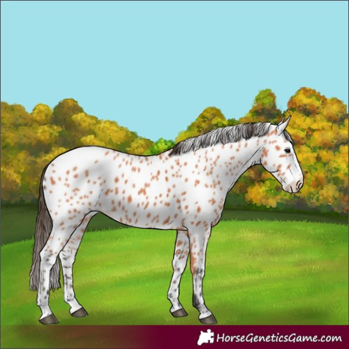 Horse Color:Bay Splash Frame Appaloosa