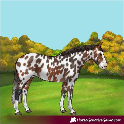 Horse Color:Bay Splash Appaloosa 