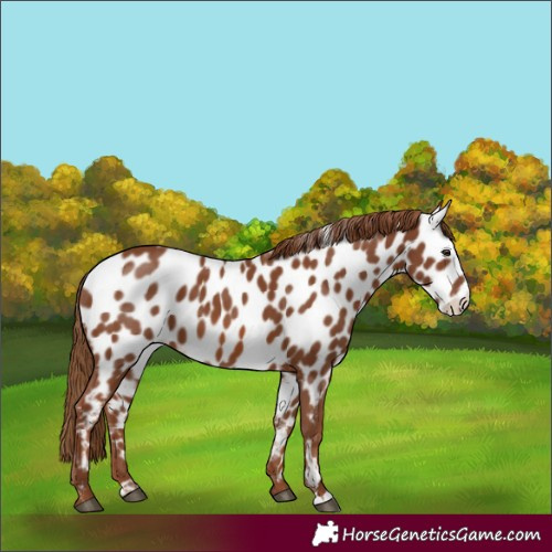 Horse Color:Chestnut Appaloosa 