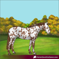 Horse Color:Chestnut Appaloosa