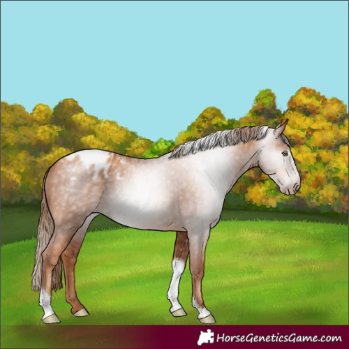 Horse Color:Gray Gold Champagne Tobiano Blanket