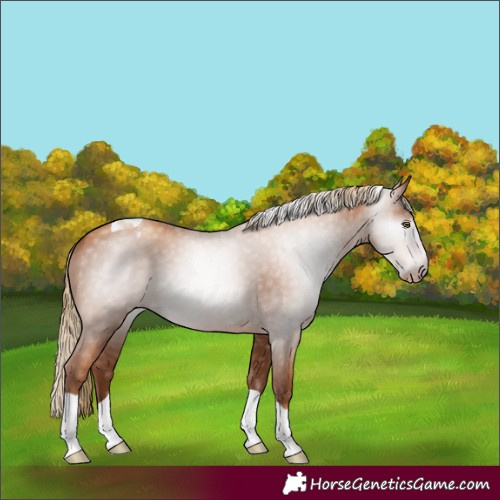 Horse Color:Gray Gold Champagne Tobiano Appaloosa